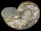 Polished Ammonite (Anapuzosia?) Fossil - Madagascar #25209-2